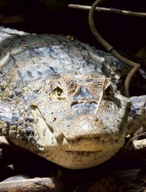 9 Fotosafari in den Mangroven Krokodil.jpg