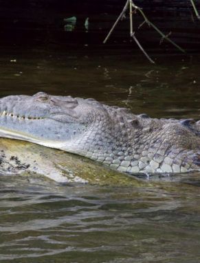 6 Fotosafari in den Mangroven Krokodil.jpg