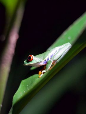 27 Wappentier Costa Ricas - Frosch.jpg